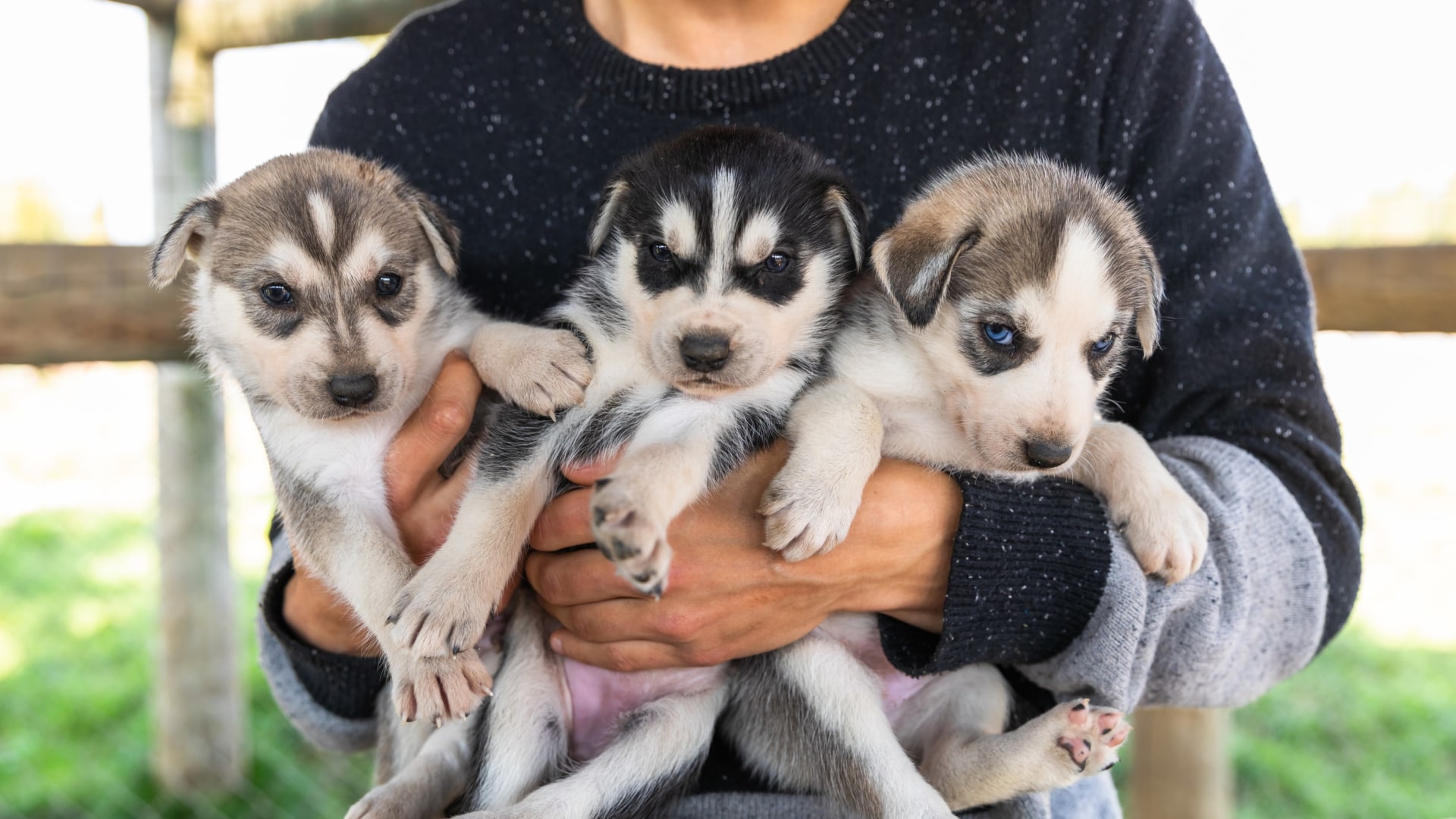 Husky Welpen